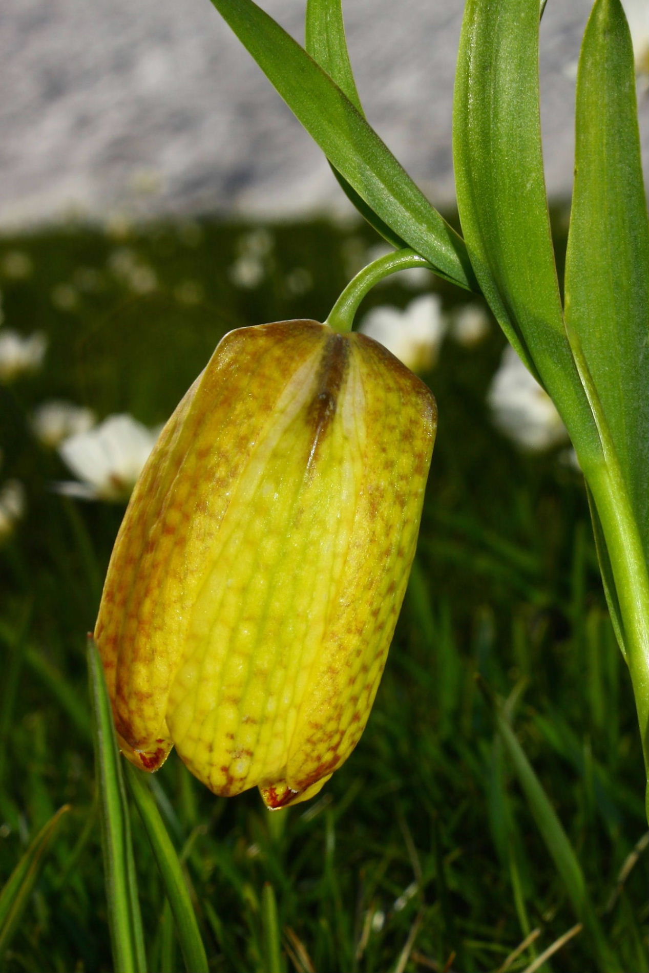 Fritillaria tubaeformis subsp. moggridgei / Meleagride di Moggridgei